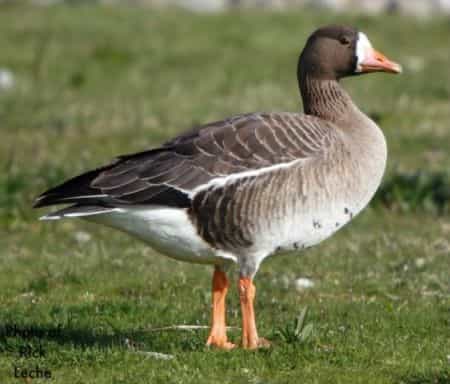 как узнать белолобого гуся