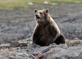 бурый медведь