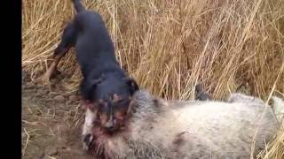 охота на барсука бобра и куницу (альдо и нона )(, 2016-06-17T11:46:46.000Z)