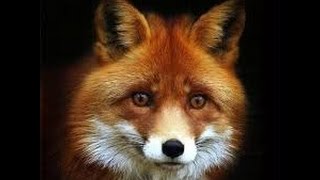 Лиса в петле,охота +на лису,лиса охота.Fox in the loop + hunting a fox, the fox hunting.(На этом видео показана петли +на лису,охота +на лису видео где лиса поймана в петлю.петля +на лису,петли +на. 2015-11-29T00:00:05.000Z)