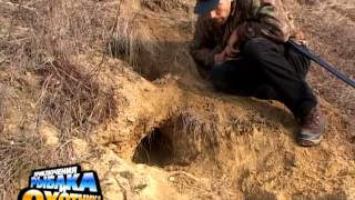 Норная охота на лис с жесткошерстной таксой.(В этой программе мы отправились на норную охоту с помощью жесткошерстной таксы Моня. К сожалению мы несколь. 2014-06-17T13:47:49.000Z)