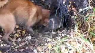 Охота на барсука с лайкой.(Так сказать, вольная притравка., 2009-10-04T14:42:37.000Z)