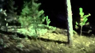 Охота на барсука с лайками. Смертельная схватка(Как охотятся на барсука настоящие охотники зимой. Видео охота на барсука снималось в январе 2014 года. Вы. 2014-02-07T14:07:15.000Z)