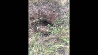 Охота на барсука. 2015 г. Осень(Охотились в степи с таксой. Взяли двух барсуков., 2016-01-16T23:59:27.000Z)