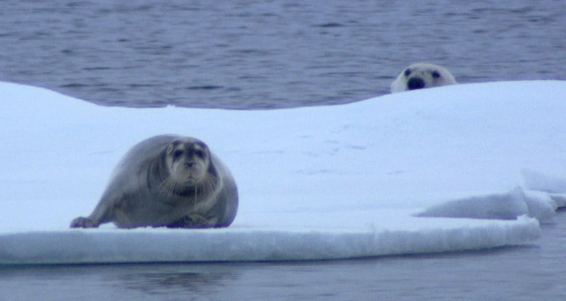 Видео, которое держит в напряжении: охота белого медведя на тюленя