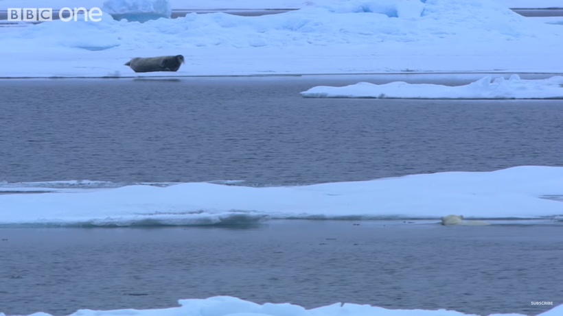 Видео, которое держит в напряжении: охота белого медведя на тюленя