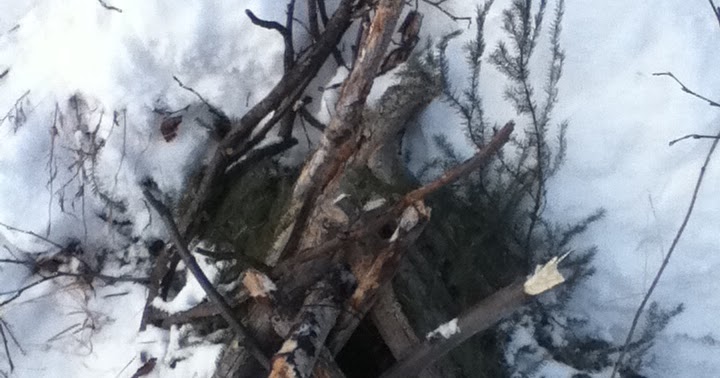 ловушка для росомахи