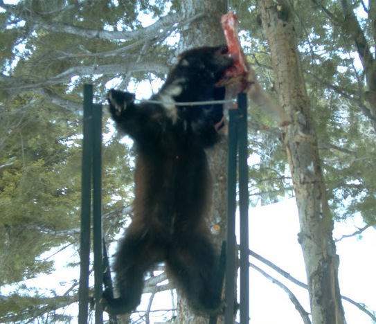 приманка для росомахи