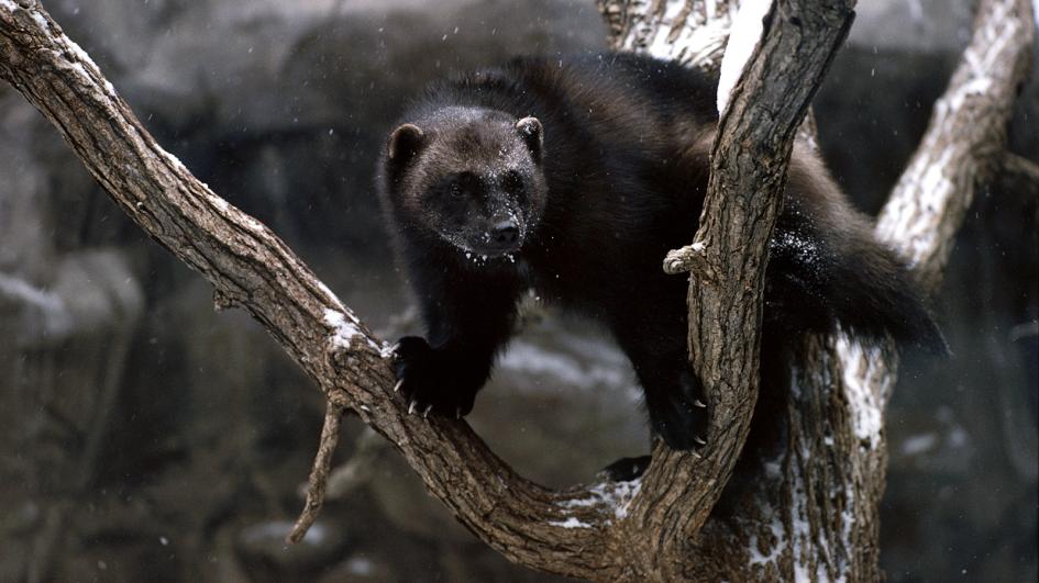 росомаха на дереве