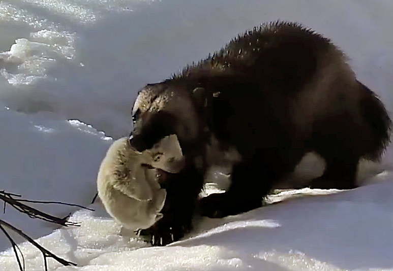 росомаха с детенышем