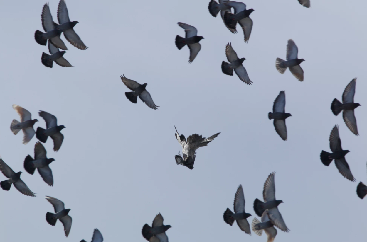 охота на голубей