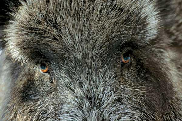 Охота на кабана, охота на кабана на овсах, охота на кабана из засидки, охота на кабана ночью, охота на кабана на кабаньих переходах, безопасность на охоте на кабана, как стрелять кабана на охоте