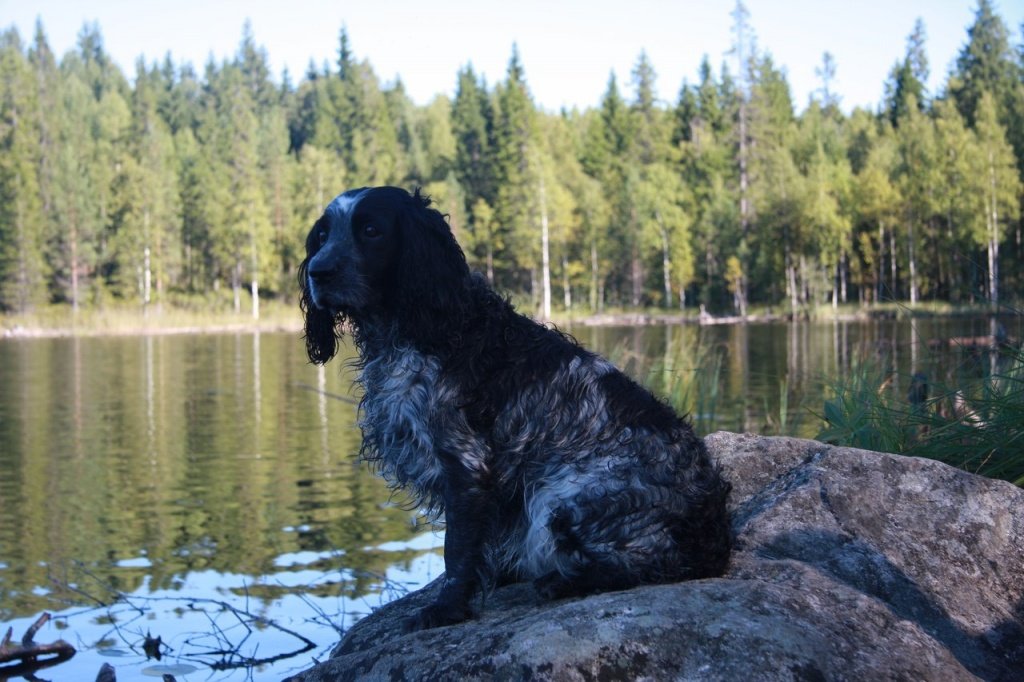 Русский спаниель Чак в Карелии