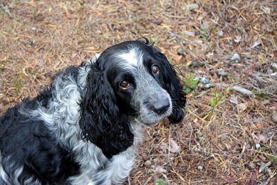 Русский охотничий спаниель