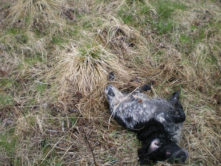 Русский охотничий спаниель