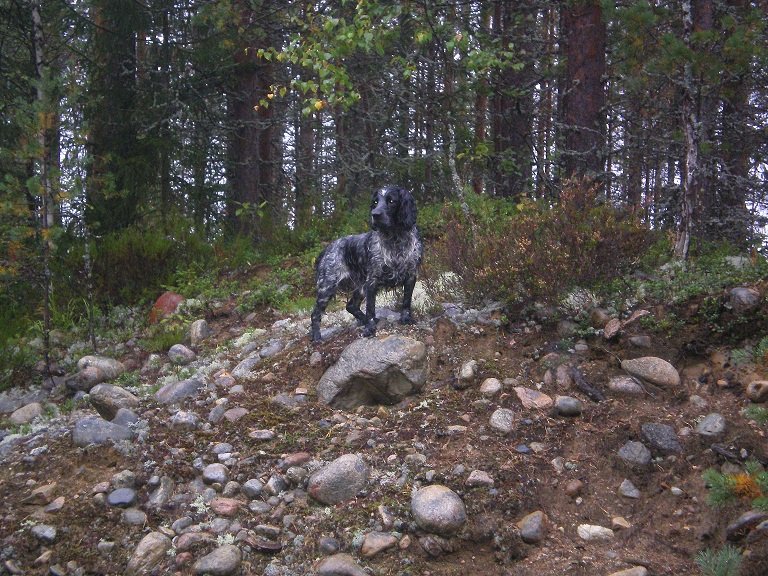 Русский охотничий спаниель