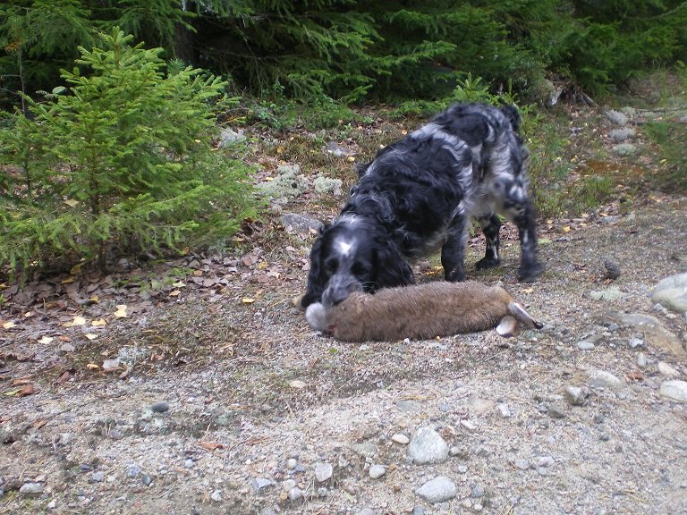 Русский охотничий спаниель