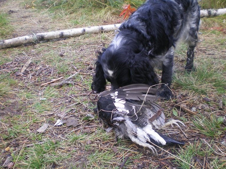 Русский охотничий спаниель