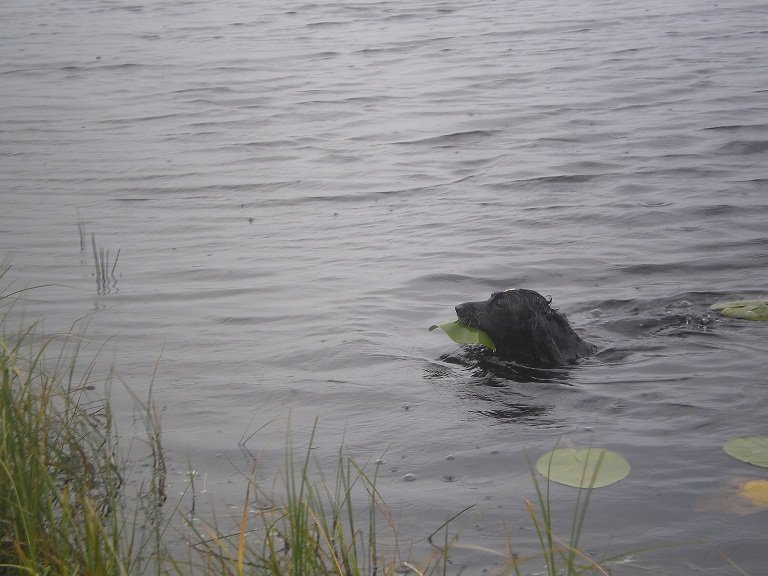 Русский охотничий спаниель