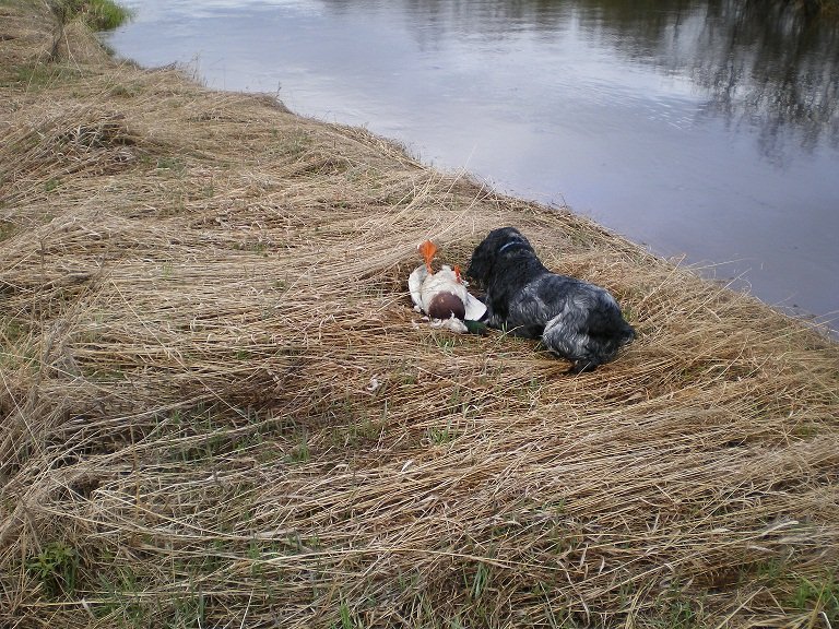 Русский охотничий спаниель