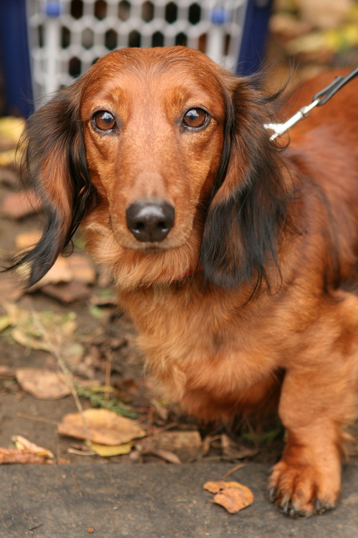 Такса, охота с таксой, охота на барсука с таксой, охота с таксой на лису, охота на норного зверя с таксой, охота с таксой на барсука, охота с таксой на лисицу, порода такса, жесткошерстная такса, гладкошерстные таксы, длинношерстная такса, кроличья такса, стандартная такса, карликовая такса, такса охотничья собака, такса норная собака, какими бывают таксы 