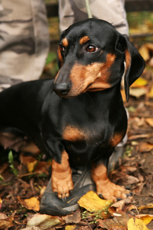 Такса, охота с таксой, охота на барсука с таксой, охота с таксой на лису, охота на норного зверя с таксой, охота с таксой на барсука, охота с таксой на лисицу, порода такса, жесткошерстная такса, гладкошерстные таксы, длинношерстная такса, кроличья такса, стандартная такса, карликовая такса, такса охотничья собака, такса норная собака, какими бывают таксы 
