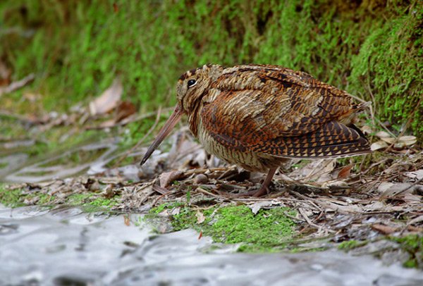 Вальдшнеп в траве