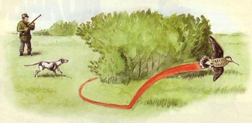 Охота с нагона