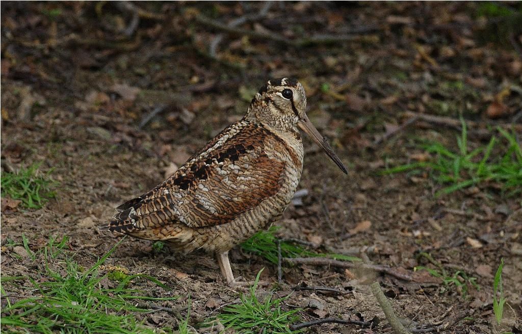 охота на вальдшнепа