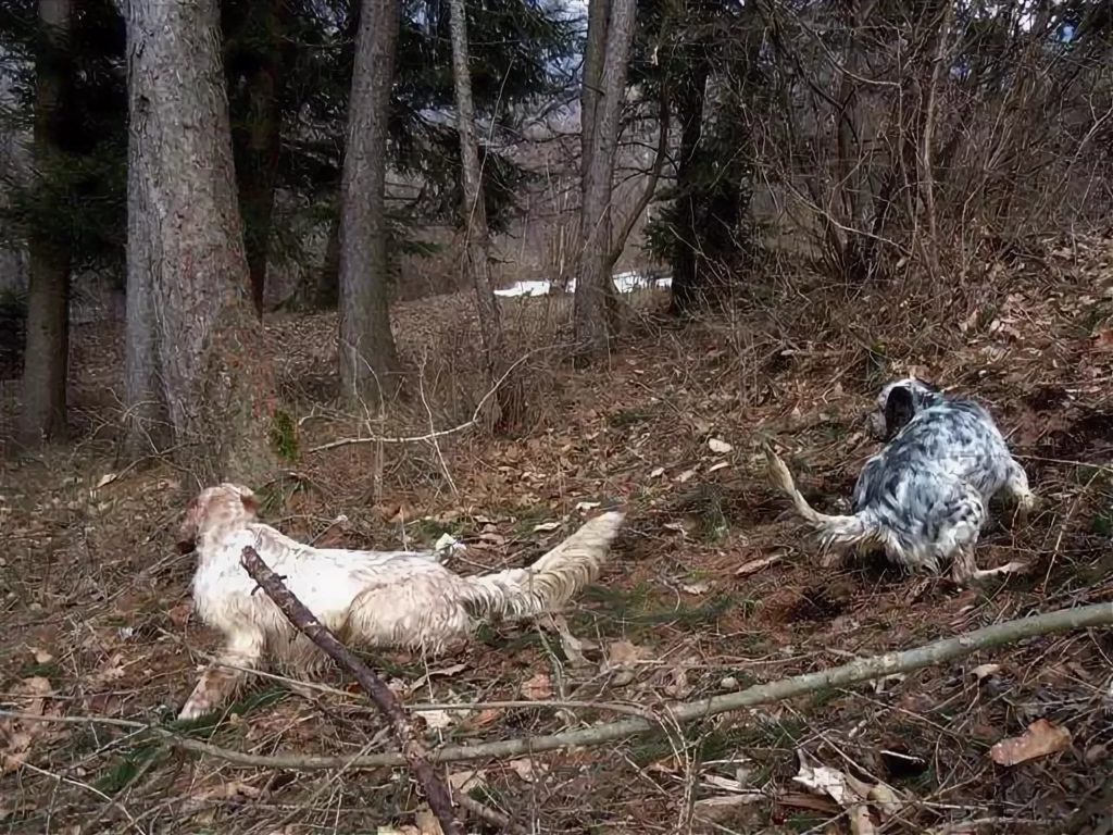 охота на вальдшнепа