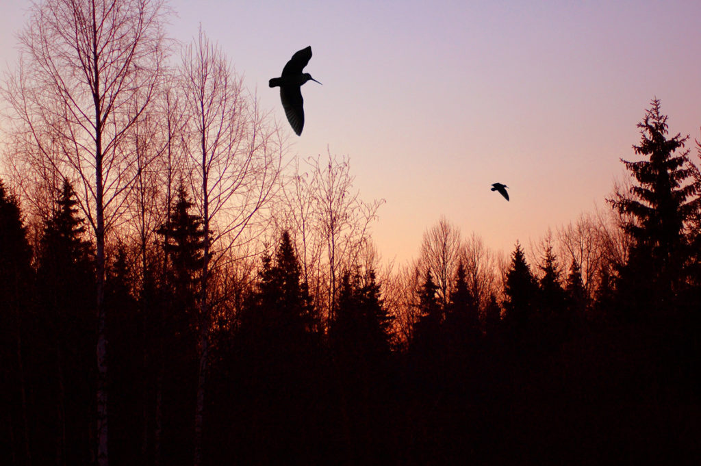 охота на вальдшнепа