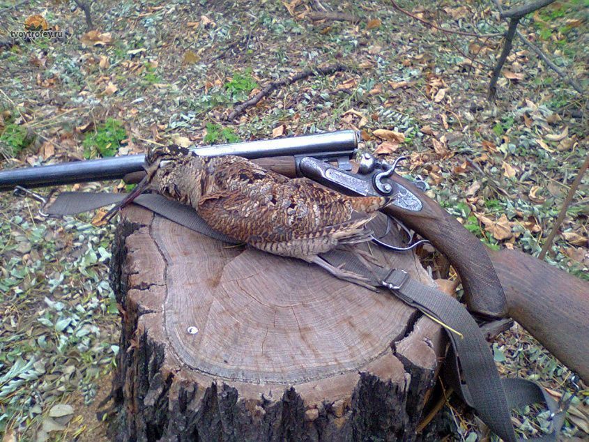 охота на вальдшнепа
