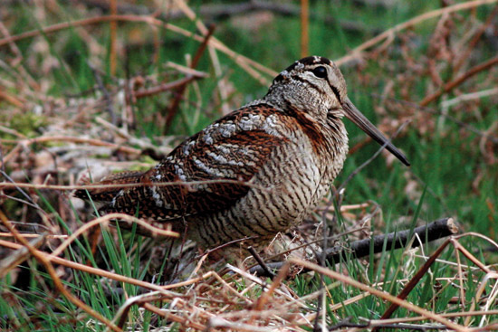охота на вальдшнепа