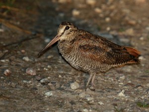 Охота на вальдшнепа вечером