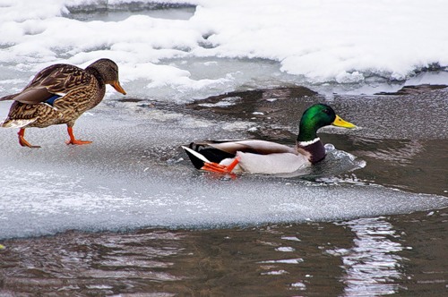 Охота на утку