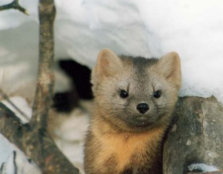 Способы охоты на соболя