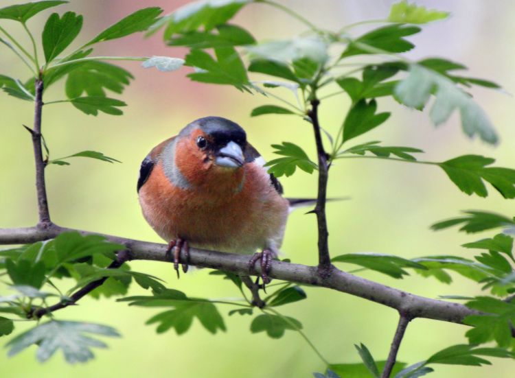 зяблик кровосос