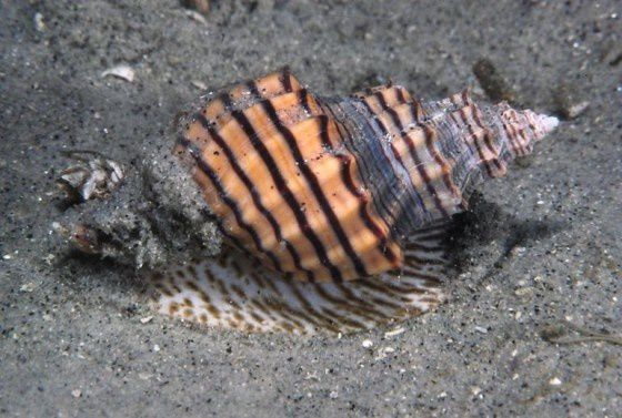 улитка-вампир