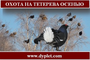Охота на тетерева осенью