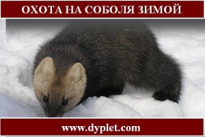 Охота на соболя зимой
