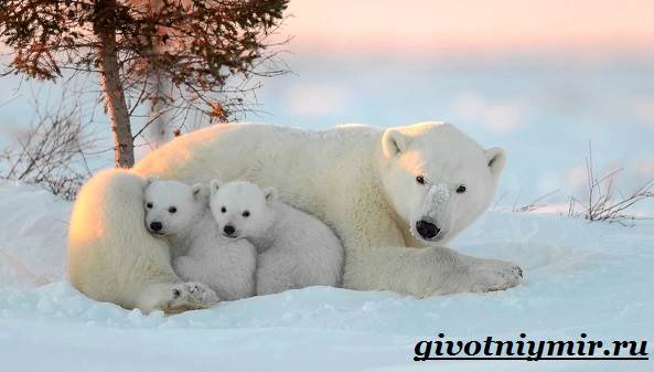 belyj-medved-obraz-zhizni-i-sreda-obitaniya-belyx-medvedej-1.jpg