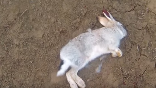 Охота на зайца - видео уроки