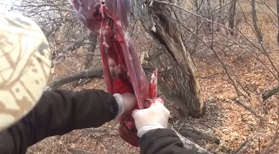 Охота на зайца - видео уроки