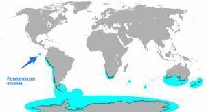 Охотится ли белый медведь на пингвинов