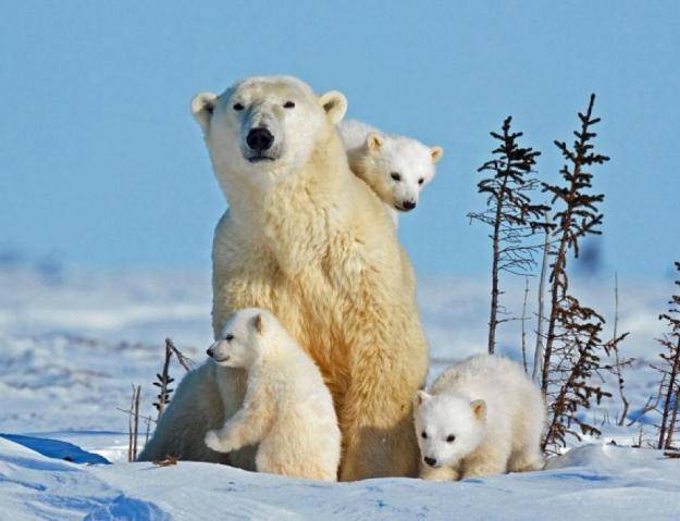 Медведь и пингвин. Почему белый медведь не ест пингвинов?