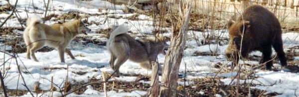 Активные собаки