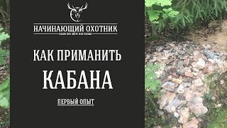 КАК ПРИМАНИТЬ КАБАНА - мой опыт / #ОХОТА НА КАБАНА(Мой первый опыт приманки зверя в лесу, для удержания его на территории. Понравилось видео и тема охоты Вам. 2016-07-13T12:19:48.000Z)