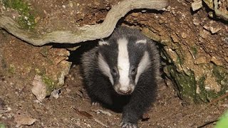 Охота на барсука с лайками. И добыт кабан на вышке. ох.хоз 