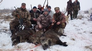 Охота на кабана. Сезон 2014.(Среда, раннее утро. Звонок прозвучал как выстрел и Макс, без всякого вступления объявил: &laquo;Надо срочно закрыт. 2014-02-08T11:24:44.000Z)