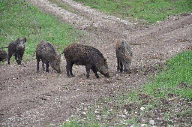 Как охотиться на кабана: с гладкоствольным оружием, видео, с подхода летом, осенью, загоном, на секача
